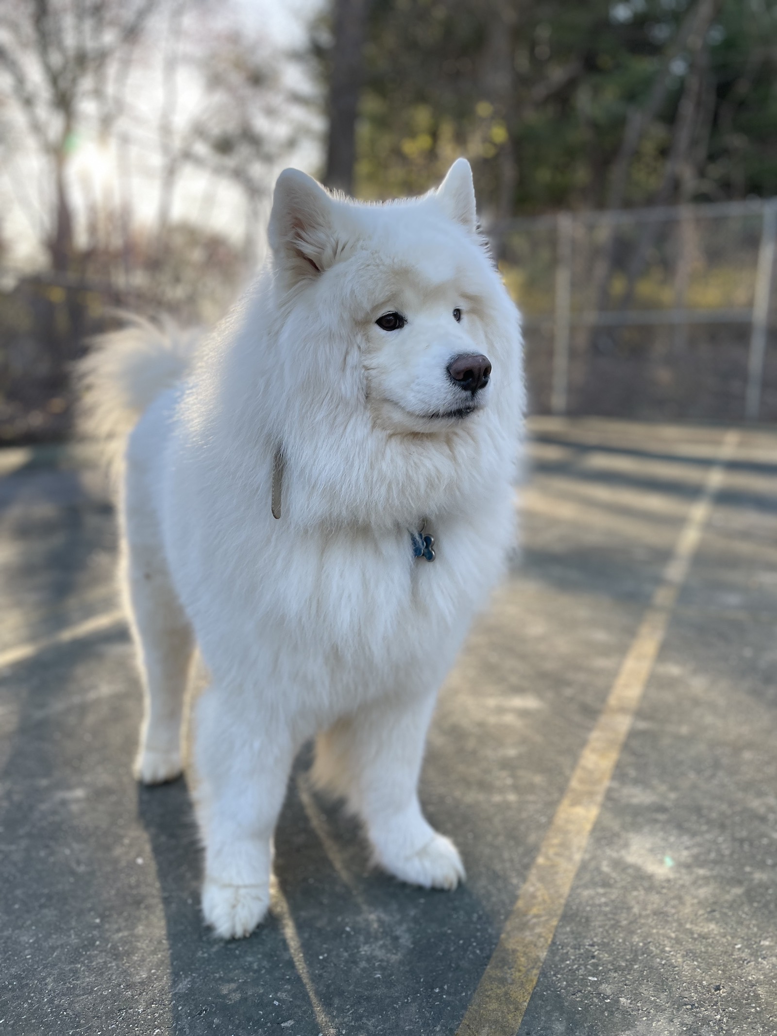 Board and Train dog 2