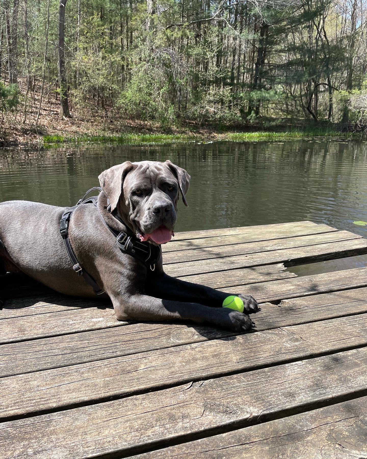 Dog relaxing by the pond