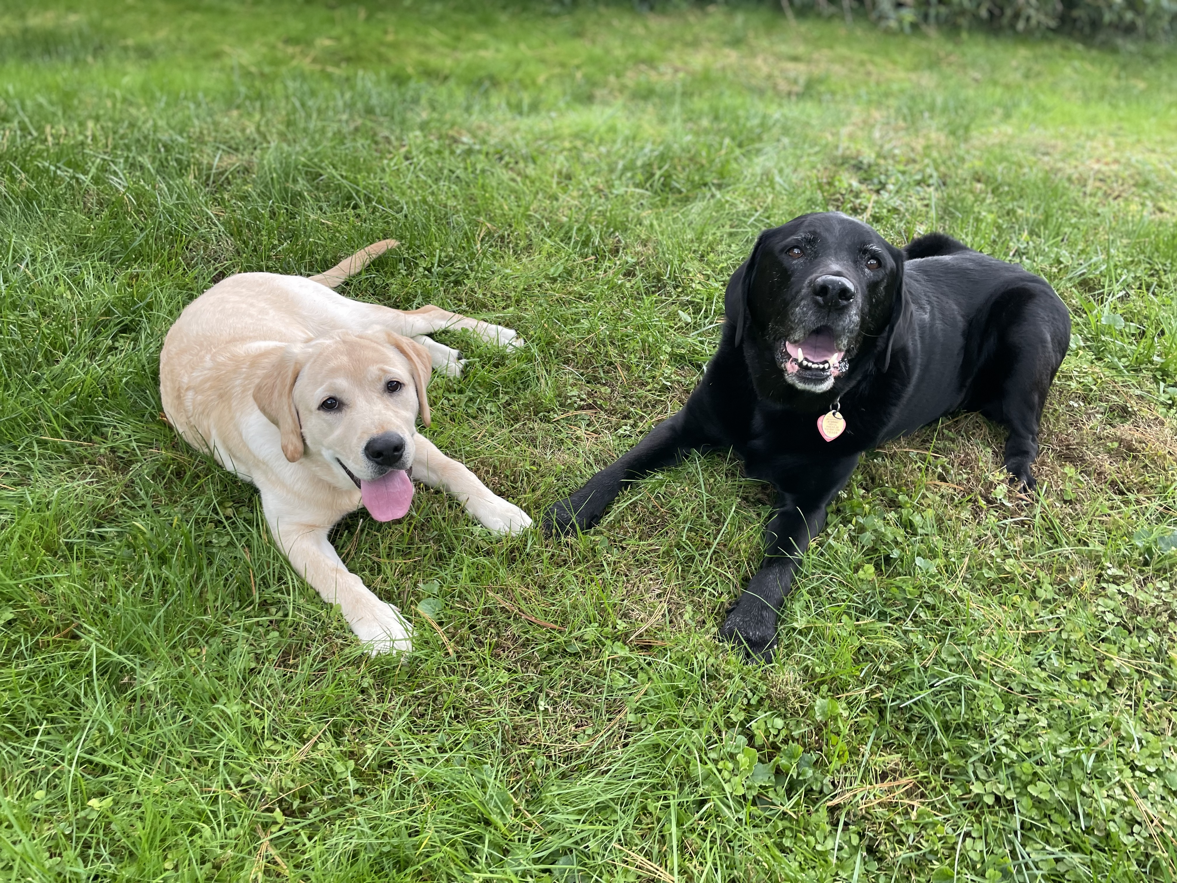 Two dogs relaxing in the grass